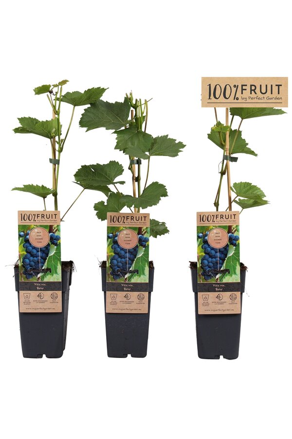 Vitis Beta P15