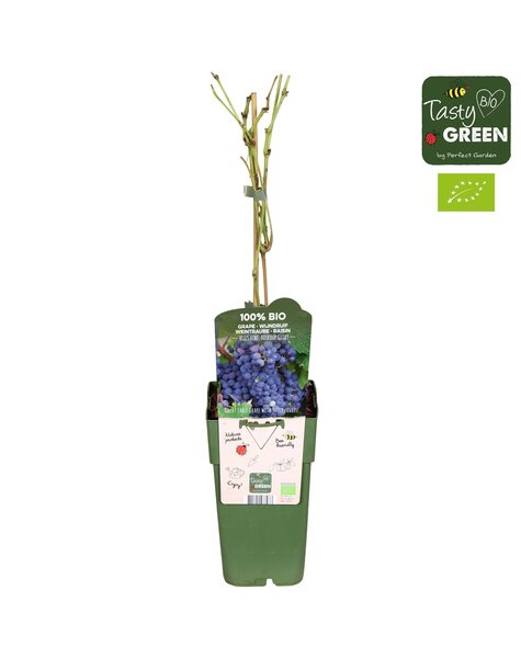 Vitis vinifera Boskoop Glory Bio P15