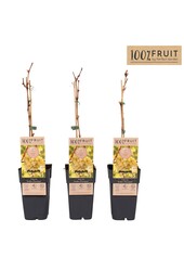 Vitis Golden Champion P15