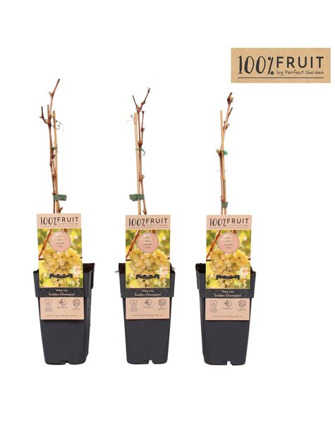 Vitis Golden Champion P15