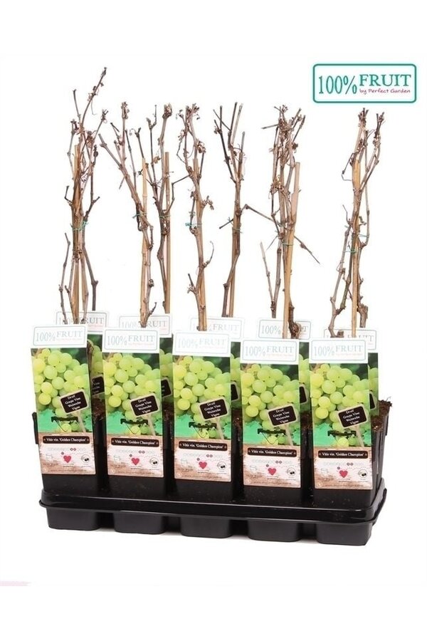Vitis Golden Champion P15