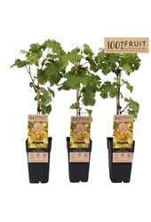 Vitis Golden Champion P15