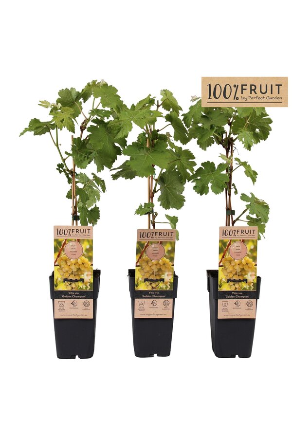 Vitis Golden Champion P15