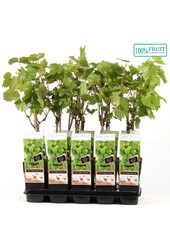 Vitis Himrod (kernlos) P15