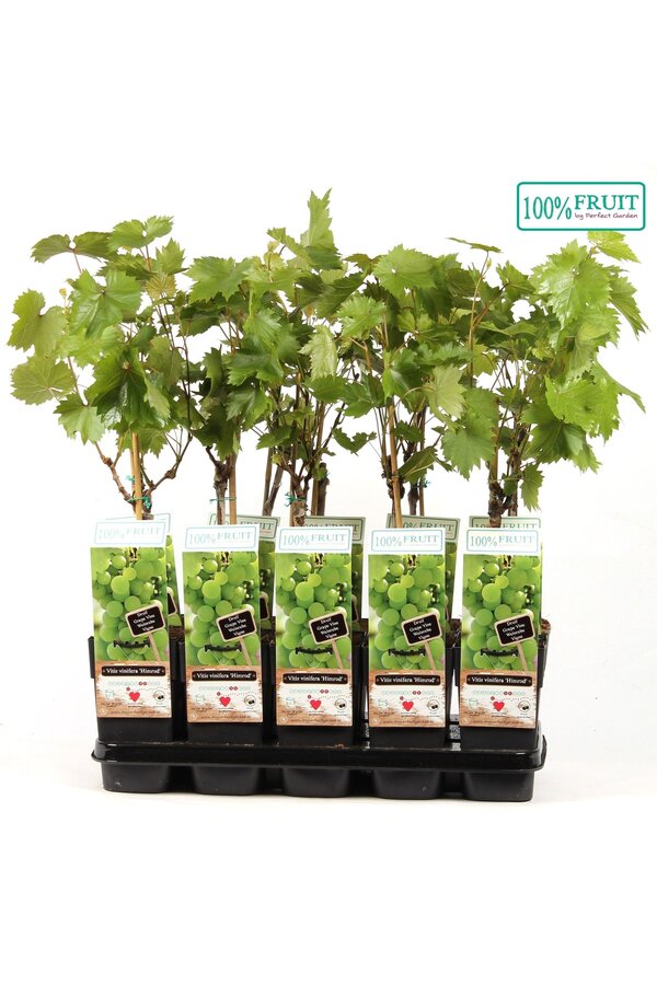 Vitis Himrod (kernlos) P15