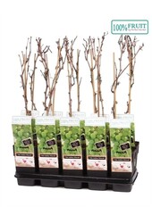 Vitis Himrod (kernlos) P15