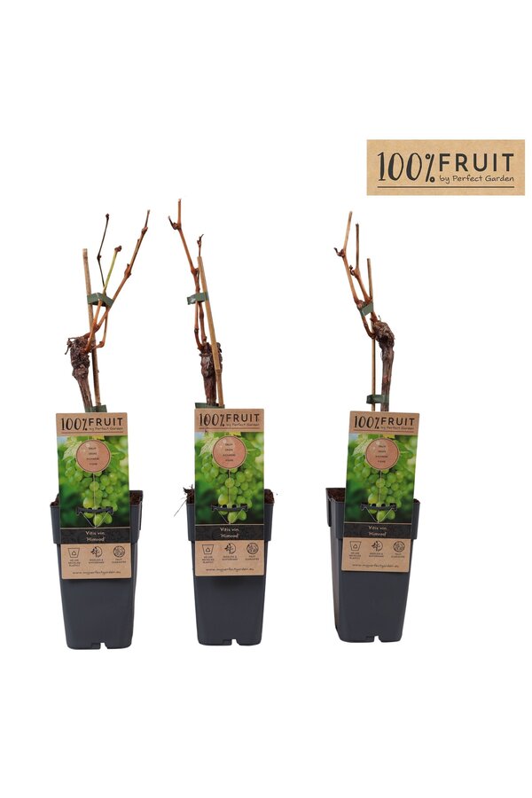 Vitis Himrod (kernlos) P15