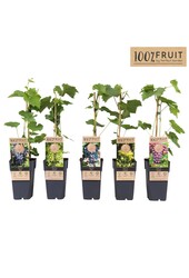 Vitis Mix-Tray winterhart P15