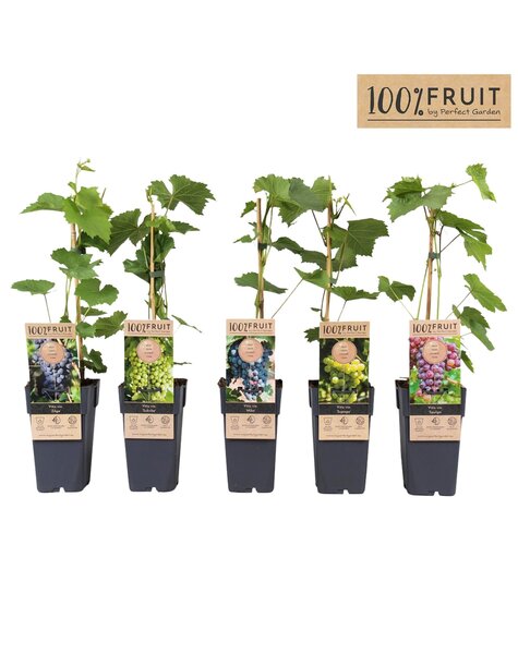 Vitis Mix-Tray winterhart P15