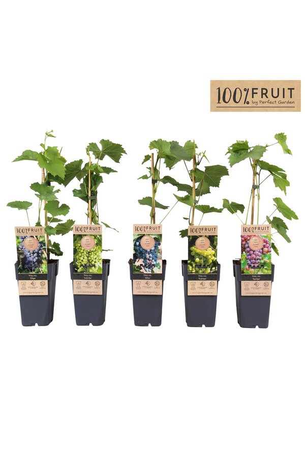 Vitis Mix-Tray winterhart P15