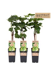 Vitis Phoenix (veredelt) P15