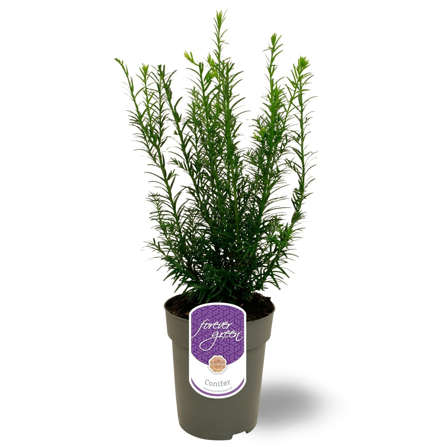 Taxus media Grnland P15 | Schnelle Lieferung | Fleurdirect -  www.fleurdirect.com