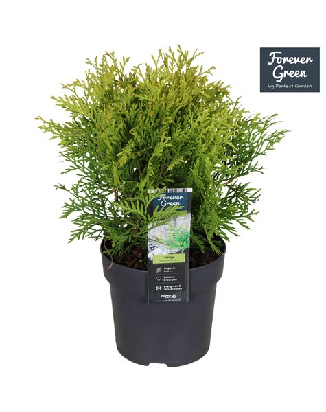 Thuja occidentalis Golden Globe P14