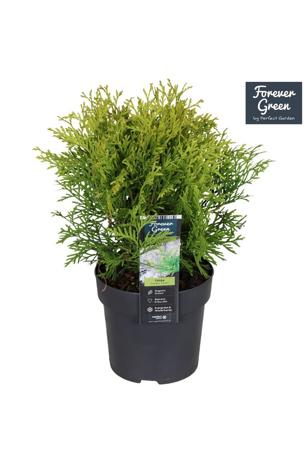 Thuja occidentalis Golden Globe P14