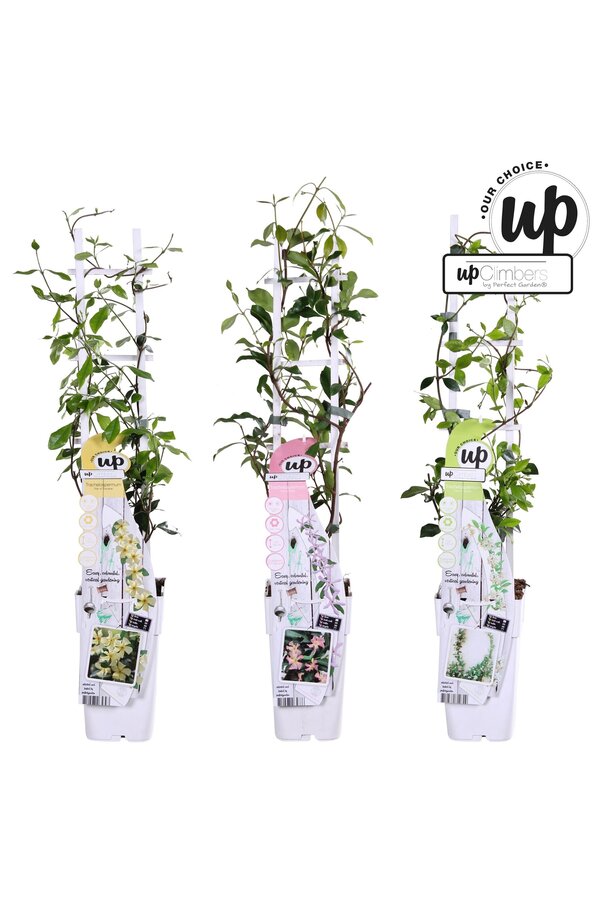 Trachelospermum Our Choice Mix-Schale P15