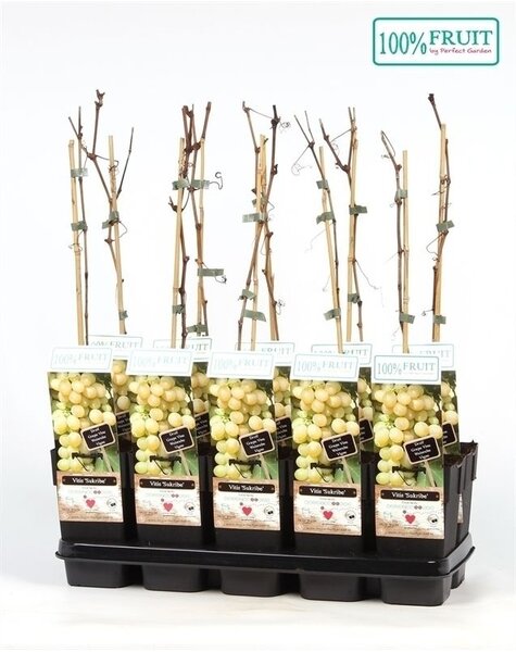 Vitis Sukribe P15