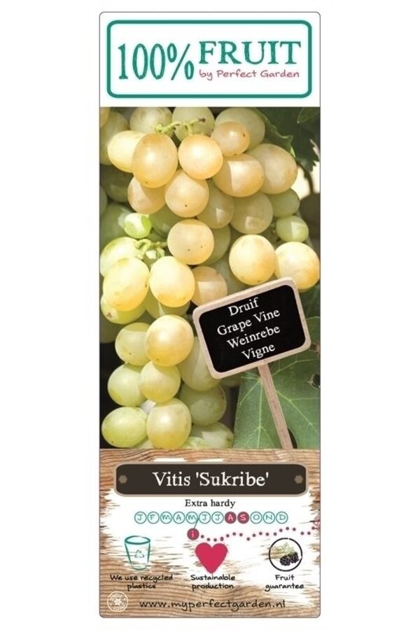 Vitis Sukribe P15