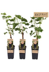 Vitis Venus (veredelt) P15