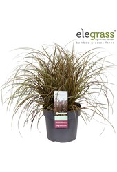 Uncinia rubra Everflame P23