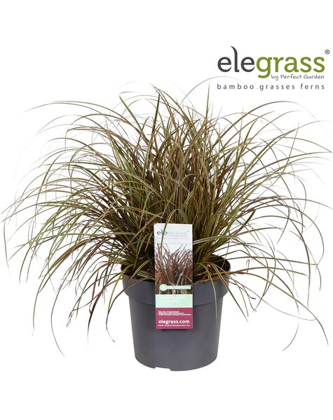 Uncinia rubra Everflame P23