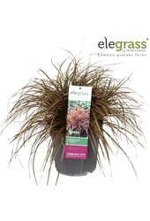 Uncinia rubra Everflame P23