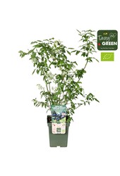 Vaccinium corymbosum Blue Dessert® Bio P23