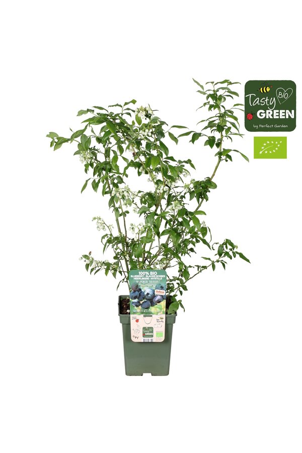 Vaccinium corymbosum Blue Dessert® Bio P23