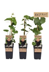 Vitis Vanessa (kernlos) P15