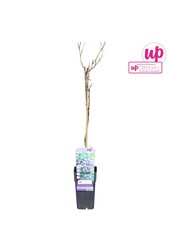 Wisteria floribunda Black Dragon P15