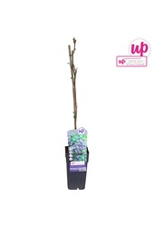 Wisteria floribunda Black Dragon P15