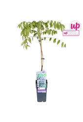 Wisteria floribunda Black Dragon P15