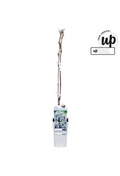 Wisteria macrostachya Blue Moon P15