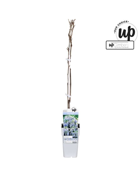 Wisteria macrostachya Blue Moon P15