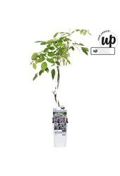 Wisteria macrostachya Blue Moon P15