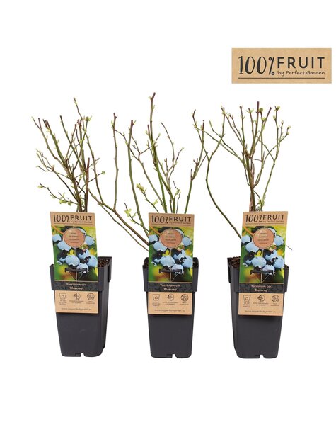 Vaccinium corymbosum Bluecrop P15