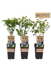 Vaccinium corymbosum Jersey P15