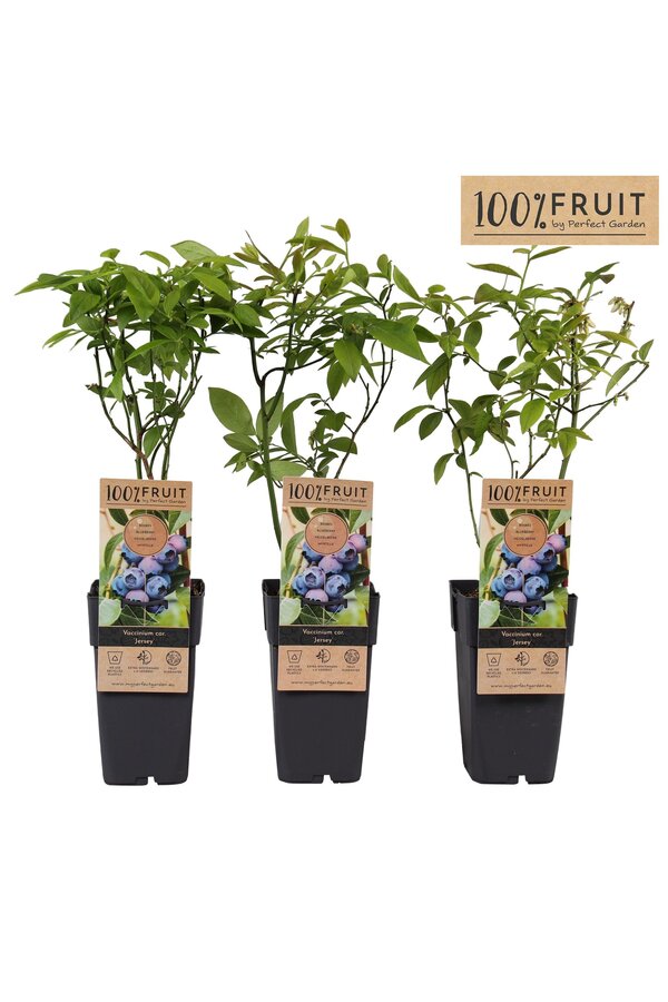 Vaccinium corymbosum Jersey P15