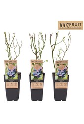 Vaccinium corymbosum Jersey P15