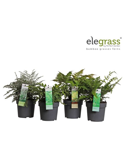 Farne Mix niedrig P14