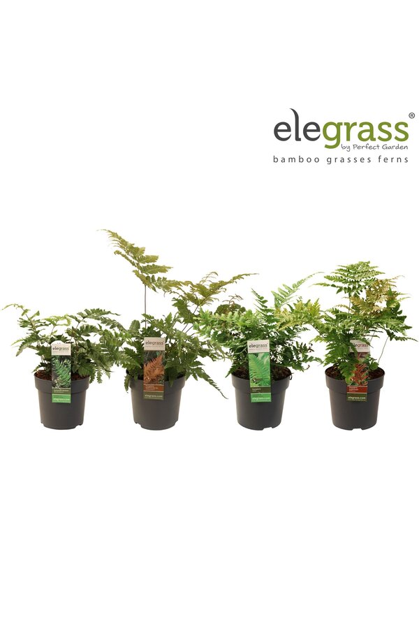 Farne Mix niedrig P14