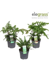 Farne Mix niedrig P14