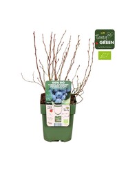 Vaccinium myrtillus Emil Bio P13