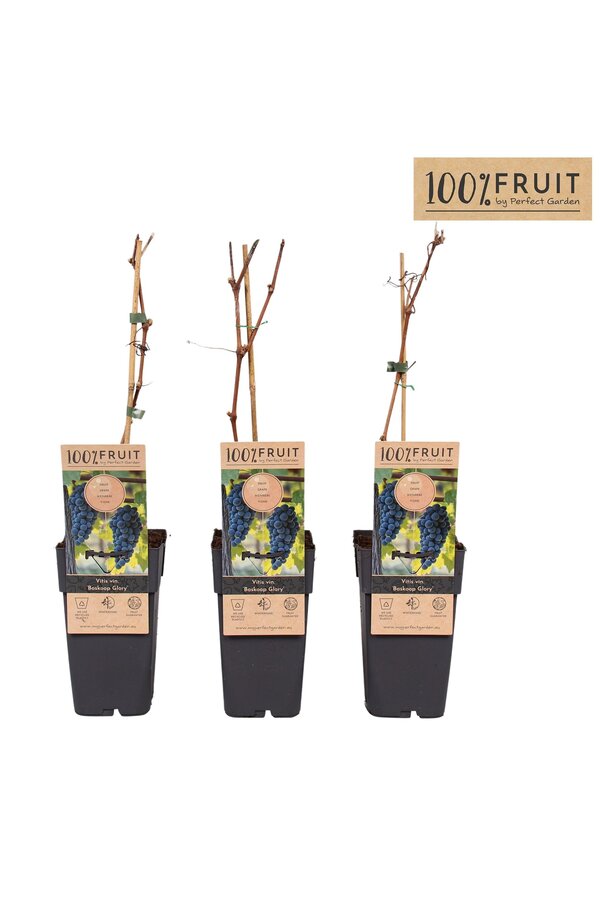 Vitis Boskoop Glory P15