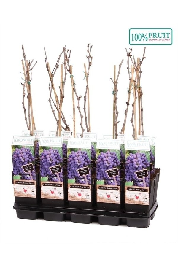 Vitis Boskoop Glory P15
