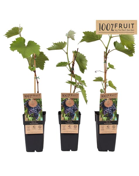 Vitis Frankenthaler P15