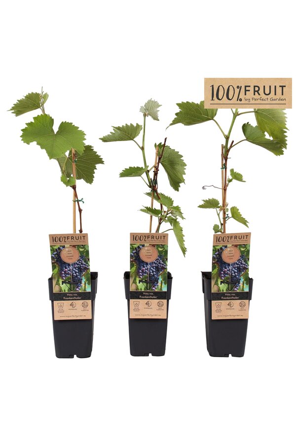 Vitis Frankenthaler P15