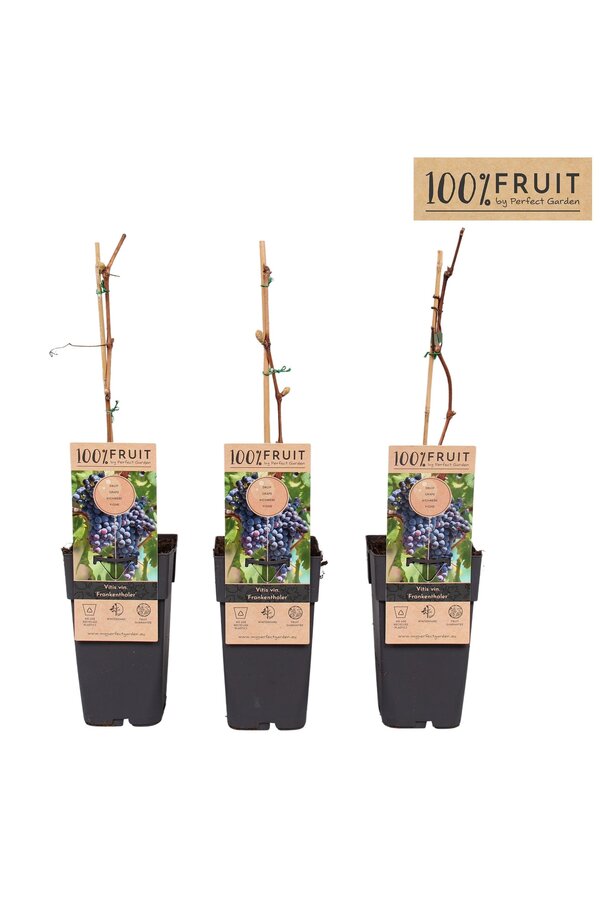 Vitis Frankenthaler P15