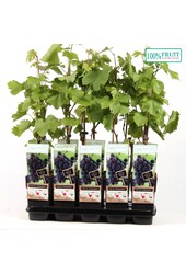 Vitis Frankenthaler P15