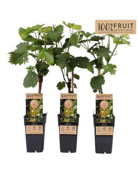 Vitis Lakemount (veredelt) P15