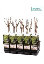 Vitis Lakemount (veredelt) P15